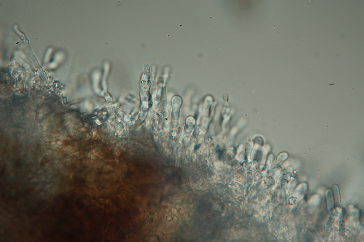 Una crosta da determinare-foto3355 (Hyphodermella corrugata)